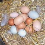 eggs eggs