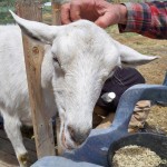 goat goat