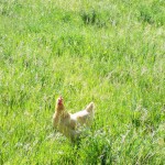 hen hen